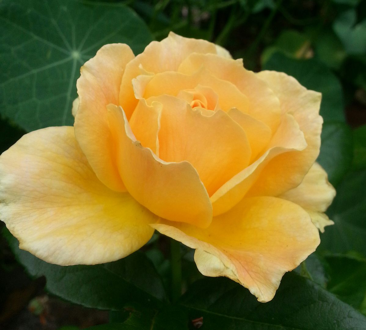  photo 20140821_120340-1_zps7ihquoju.jpg